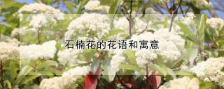 石楠花的花语和寓意,第1图