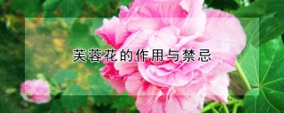 芙蓉花的作用与禁忌,第1图