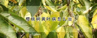 樱桃树黄叶病怎么治,第1图