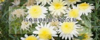 玛格丽特和姬小菊的区别,第1图