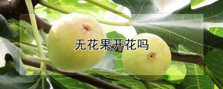 无花果开花吗,第1图