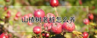 山楂树老桩怎么养,第1图