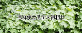 怎样使丝瓜苗长得粗壮,第1图