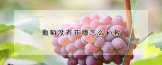 葡萄没有花穗怎么补救,第1图