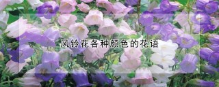 风铃花各种颜色的花语,第1图