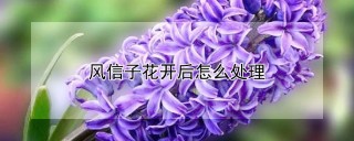 风信子花开后怎么处理,第1图