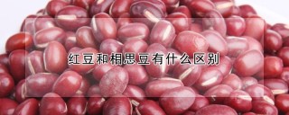 红豆和相思豆有什么区别,第1图