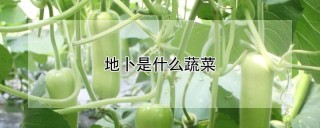 地卜是什么蔬菜,第1图