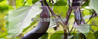 茄子生长温度是多少,第1图