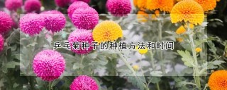 乒乓菊种子的种植方法和时间,第1图