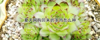 夏天网购回来的多肉怎么种,第1图