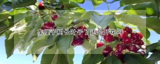 车厘子树长叶子了还会开花吗,第1图