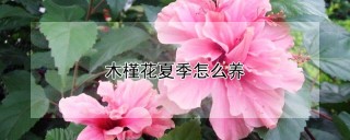 木槿花夏季怎么养,第1图