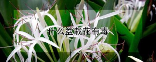 什么盆栽花有毒,第1图