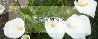 马蹄莲的特点,第1图