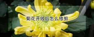 菊花开败后怎么修剪,第1图