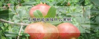 石榴树能嫁接什么果树,第1图