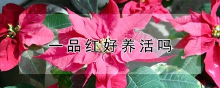 一品红好养活吗,第1图