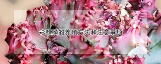 彩麒麟的养殖方法和注意事项,第1图