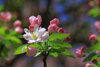 海棠花代表什么意思,第3图