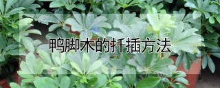 鸭脚木的扦插方法,第1图