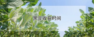 黑豆收获时间,第1图