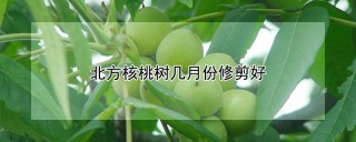 北方核桃树几月份修剪好,第1图