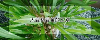 大蒜和蒜苗的区别,第1图