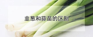 韭葱和蒜苗的区别,第1图