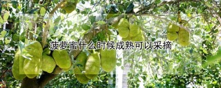 菠萝蜜什么时候成熟可以采摘,第1图