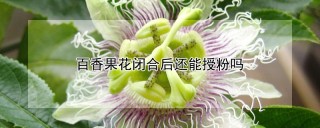 百香果花闭合后还能授粉吗,第1图