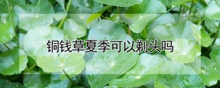 铜钱草夏季可以剃头吗,第1图