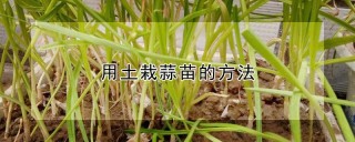 用土栽蒜苗的方法,第1图