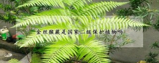 金丝猴蕨是国家二级保护植物吗,第1图