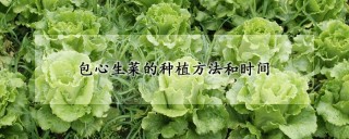 包心生菜的种植方法和时间,第1图