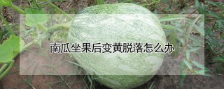 南瓜坐果后变黄脱落怎么办,第1图