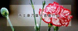 两支康乃馨代表着什么,第1图