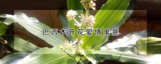 巴西木开花爱情寓意,第1图