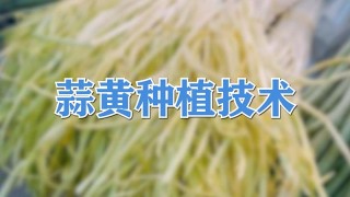 蒜黄种植技术,第1图