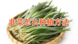 韭菜怎么种植方法,第1图