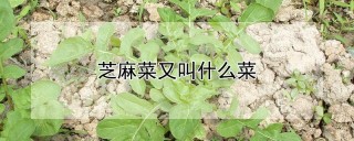 芝麻菜又叫什么菜,第1图