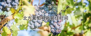 北方葡萄移栽最佳时间,第1图