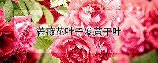 蔷薇花叶子发黄干叶,第1图