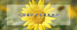 向日葵叶子发黄有斑点,第1图