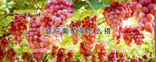 庭院葡萄架怎么搭,第1图