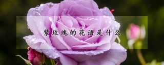 紫玫瑰的花语是什么,第1图