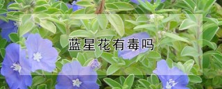 蓝星花有毒吗,第1图