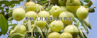 枣树几月发芽几月开花,第1图