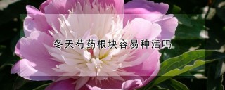 冬天芍药根块容易种活吗,第1图