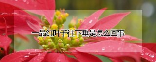 一品红叶子往下垂是怎么回事,第1图